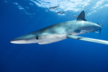 Blue shark with pilot fisch