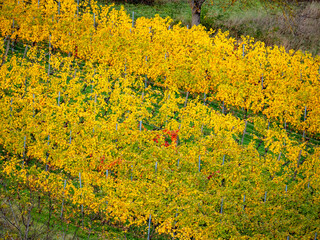 Weinberge im Herbst
