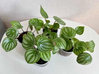 Watermelon Peperomia leaves pattern grown at indoor house plants,Leaves of decorative houseplant Watermelon Peperomia.selectiv focus.