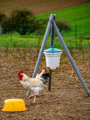 Fototapeta premium Freilaufende Hühner und Lamas an einem Hühnerwagen