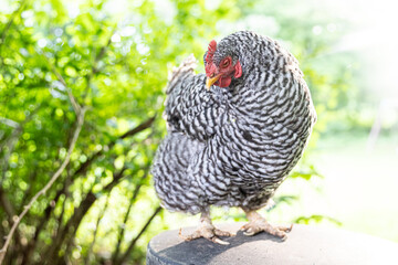 Portrait of hen with gray and white ruffled feathers
