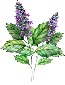 Patchouli Isolated on White Background. Fragrant plant with flowers and green leaves. Watercolor illustration.