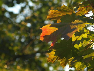 Green maple leaves with autumn colors in sunlight  
