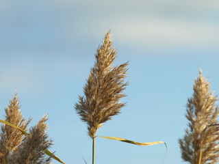 Pampas grass blooming against a clear blue sky background  