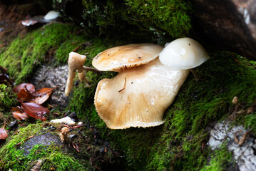 Mushrooms growing on mossy log in forest.