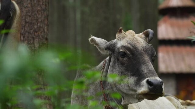 Cows sitting in middle of the forest 01