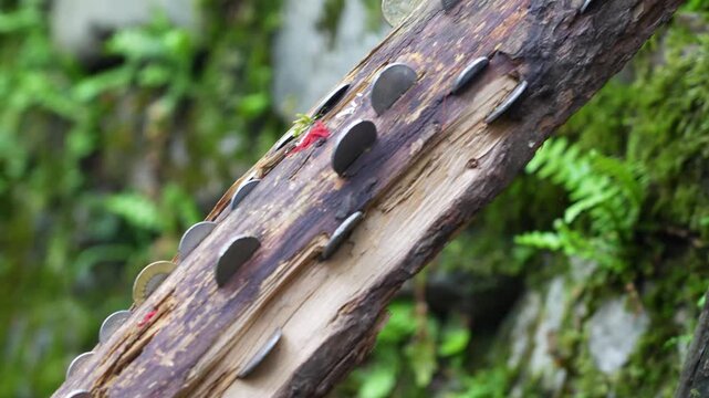 Coins Inserted in wood 03