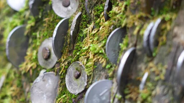 Coins Inserted in woods 01