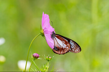 .コスモスの花の蜜を吸うアサギマダラ