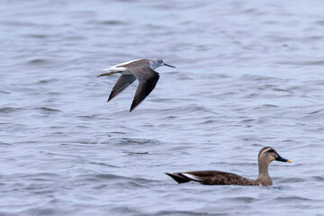 飛翔するアオアシシギ