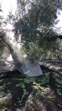 Olive shaker machine making olives fall on the harvesting net for extra virgin olive oil production