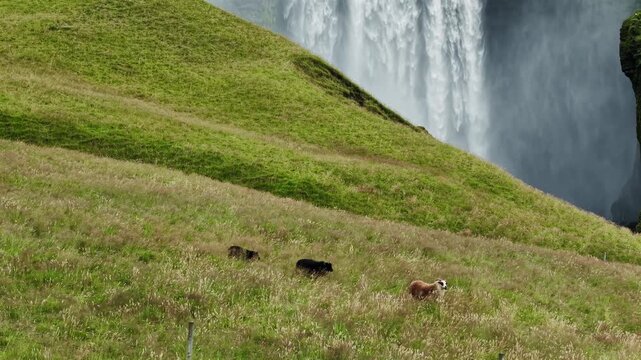 Sheep in Meadow beside Powerful Waterfall