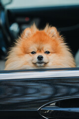 Pure Pomerania in car, London