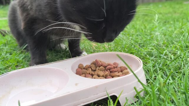 Close-up seekor kucing domestik yang sedang asyik memakan makanan dari tempat makan di halaman rumah 