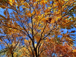 Obraz premium Koelreuteria paniculata, known as the Golden Rain Tree or Pride of India, displaying vibrant autumn colors with golden-yellow and orange-red leaves, along with distinctive brown papery seed pods. 