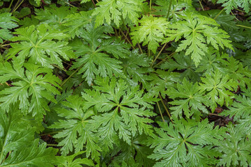 Close macro texture of green fern leaves in the laurel forest of Anaga, Tenerife. Fresh wet foliage on the forest floor creates a detailed botanical pattern in a humid subtropical habitat.