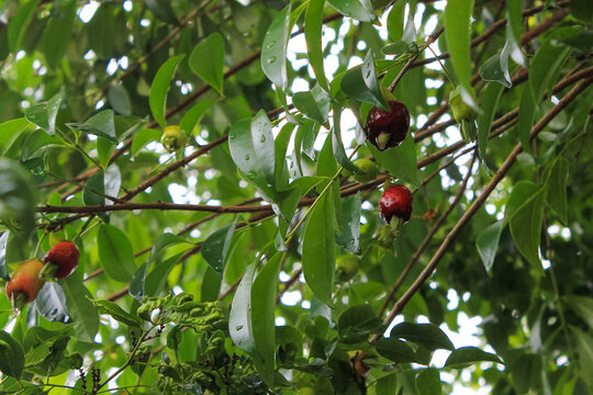 Close-up of small ripe red fruits of Rio Grande Cherry (Eugenia involucrata), hanging on branches. Green immature fruits and persistent calyxes are visible among the bright green foliage. 
