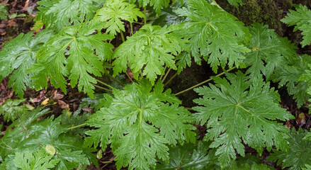 Close macro texture of green fern leaves in the laurel forest of Anaga, Tenerife. Fresh wet foliage on the forest floor creates a detailed botanical pattern in a humid subtropical habitat.