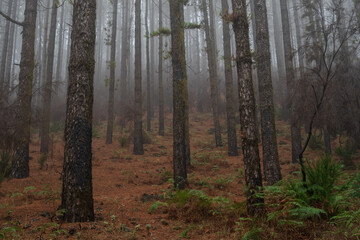 Obraz premium Misty pine woodland landscape on Tenerife with lush green ferns covering the forest floor. Atmospheric fog, tall trunks, and rich foliage ideal for nature concepts and backgrounds.