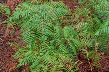 Detailed view of vibrant green fern leaves in a humid Tenerife mountain forest. Natural botanical texture for ecology, gardening, herbal, bio and environmental design projects.