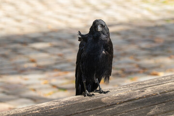 Corbeau noir sur bois, plumage brillant, regard intense. Contraste marqué avec le sol pavé. Ambiance urbaine et mystérieuse en lumière naturelle. Format horizontal, sujet centré © Arnaud