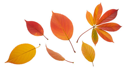 Obraz premium Vibrant autumn leaves in warm hues of red, orange, and yellow, showcasing seasonal beauty.