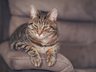 Handsome tabby cat with brown fur is relaxing on a brown color suede sofa. Pet is in fine physical and mental condition and well looked after.