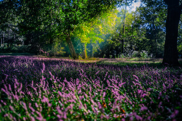 field of tulips