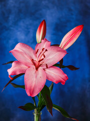Romantic red and pink color lily. Wonderful flower with colorful blue background. Creative scene with rich saturated bold colors.