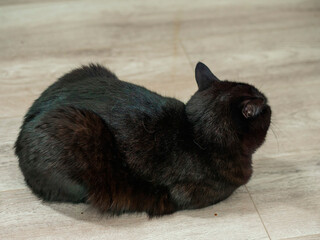 Obraz premium A funny black cat is sitting on a blanket. The cat has a look of annoyance on its face. Home pet.