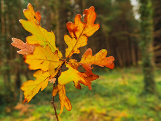 Golden autumn spirit. Yellow and orange color oak leaf in focus, forest park with sun glow out of focus in the background. Soft and dreamy nature scene with calm and relaxed mood.