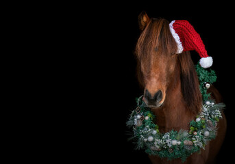 Icelandic horse wearing Santa hat and Christmas wreath, festive studio portrait on black background with holiday decoration