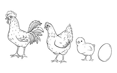 Vintage farm illustration with hen, rooster, small chick and egg in simple hand drawn sketch style. Countryside livestock scene for agriculture designs, packaging or children rural education.
