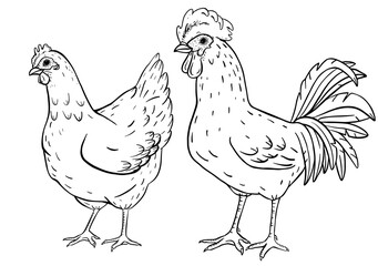 Pair of hen and rooster in vintage farm illustration style. Symbol of family, rural tradition and natural agriculture. Classic countryside poultry drawn with hand-sketched character and charm.
