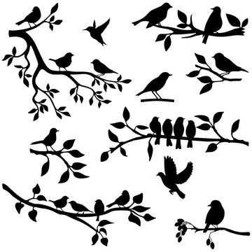 P&aacute;ssaros em galhos