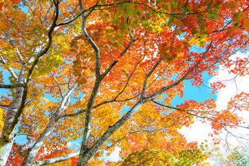 カラフルな紅葉