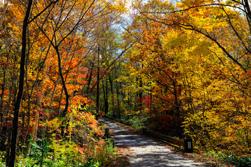 紅葉の中を走る一本道