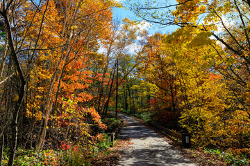 紅葉の中を走る一本道