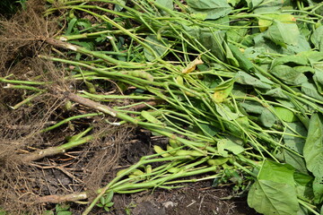 だだちゃ豆の栽培風景 山形県鶴岡市