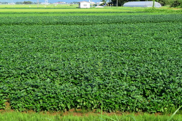 だだちゃ豆の栽培風景 山形県鶴岡市