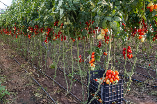 Growing of red salad or sauce tomatoes on greenhouse plantations in Fondi, Lazio, agriculture in Italy in summer, harvest