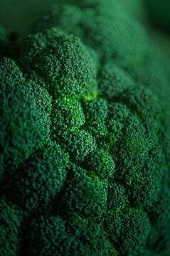 Close up macro photo of fresh green broccoli texture with natural light and shallow depth of field