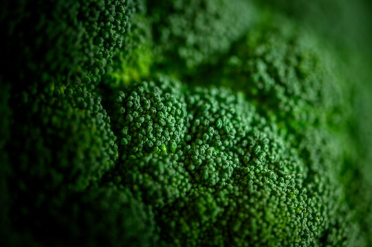 Close up macro photo of fresh green broccoli texture with natural light and shallow depth of field