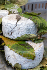 Sfizioso matured italian cheese with chestnut tree leaves high-quality, flavorful Italian cheese...