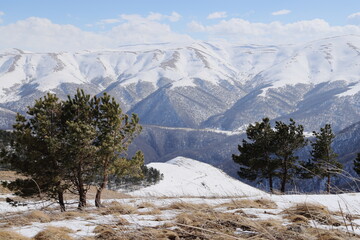 Flat mountain slope with dry grass and pine trees, snowy ridge in distance, Lori, Armenia