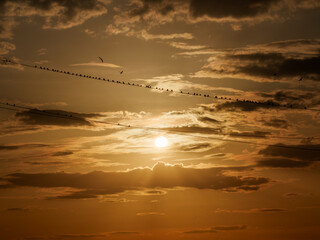 Birds perched on power lines against a vibrant sunset sky with clouds creating a evening landscape
