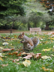 London, UK - October 11, 2025: A squirrel at St. James's Park in London  © Khun Ta