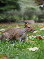 London, UK - October 11, 2025: A squirrel at St. James's Park in London
