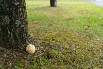 A tree stump with a ball on it