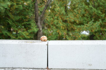 A small, round object is sitting on a white brick wall